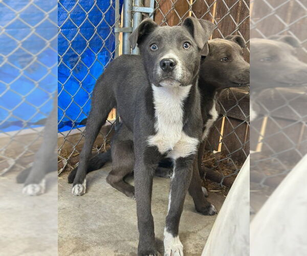Medium Photo #9 American Staffordshire Terrier-Unknown Mix Puppy For Sale in Monte Vista, CO, USA