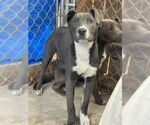 Small #8 American Staffordshire Terrier Mix
