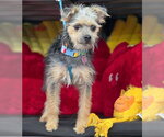 Small #7 Poodle (Miniature) Mix