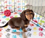 Small #1 Dachshund