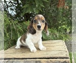 Small #2 Dachshund