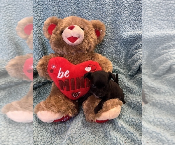 Medium Photo #13 Chihuahua Puppy For Sale in SHERMAN, TX, USA