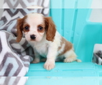 Small #3 Cavalier King Charles Spaniel