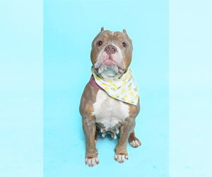 American Staffordshire Terrier Dogs for adoption in Fort Lauderdale, FL, USA