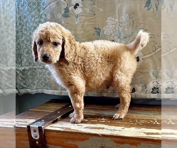 Medium Photo #22 Goldendoodle (Miniature) Puppy For Sale in PENSACOLA, FL, USA