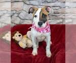 Small #2 Bulldog-Jack Russell Terrier Mix