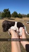 Small #14 German Shorthaired Pointer