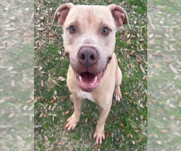 Medium Photo #2 Staffordshire Bull Terrier-Unknown Mix Puppy For Sale in Texas City, TX, USA