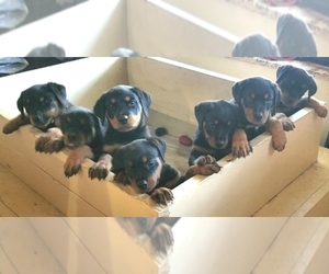 Rottweiler Puppy for Sale in DORCHESTER, Texas USA