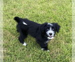 Small #1 Bearded Collie