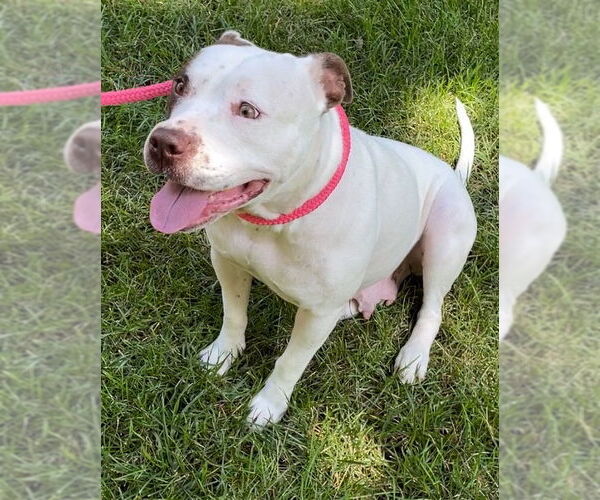 Medium Photo #16 American Staffordshire Terrier-Unknown Mix Puppy For Sale in Holly Springs, NC, USA