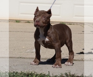 American Bully Puppy for sale in CHAMPAIGN, IL, USA