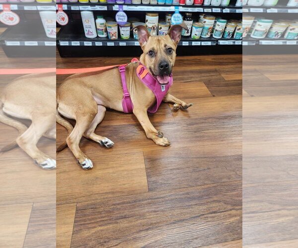 Medium Photo #4 American Pit Bull Terrier-Unknown Mix Puppy For Sale in Seaford, DE, USA