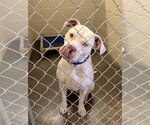 Small #1 American Bulldog Mix