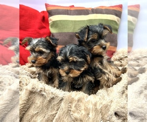 Yorkshire Terrier Puppy for sale in LITHONIA, GA, USA