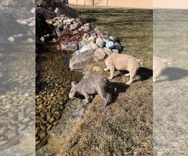 Medium Photo #15 French Bulldog Puppy For Sale in PUEBLO, CO, USA