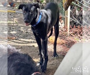 Milee - Female Labrador Retriever-Retriever  Mix Dog for Adoption - Photo #3