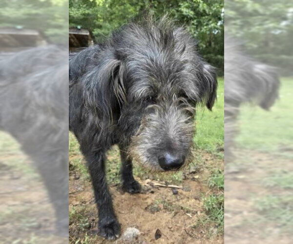 Medium Photo #4 Irish Wolfhound-Poodle (Standard) Mix Puppy For Sale in Newfoundland, PA, USA