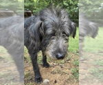 Small #3 Irish Wolfhound-Poodle (Standard) Mix