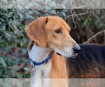 Small Photo #6 English Foxhound-Unknown Mix Puppy For Sale in Cary, NC, USA