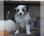 Small Photo #4 Miniature Australian Shepherd Puppy For Sale in STRASBURG, PA, USA