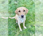 Small Photo #2 Labrador Retriever-Unknown Mix Puppy For Sale in Sandy, UT, USA