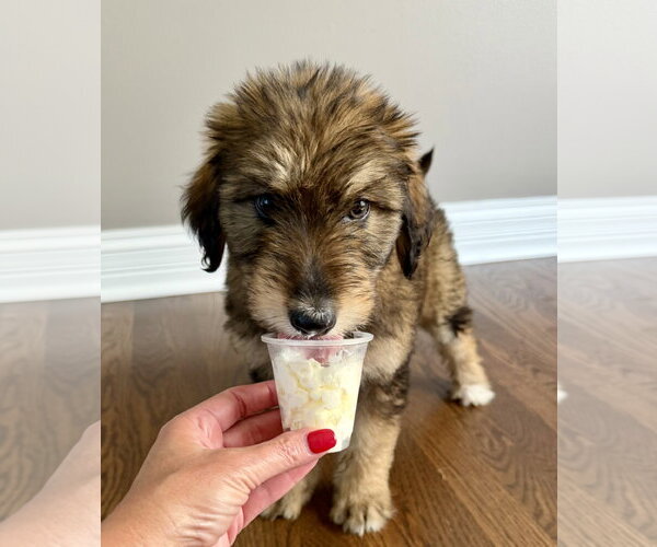 Medium Photo #4 Australian Shepherd-Unknown Mix Puppy For Sale in Plainfield, IL, USA