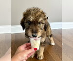 Small #3 Australian Shepherd Mix