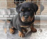 Small #4 Rottweiler