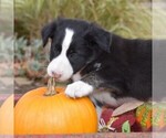 Small Photo #6 Collie Puppy For Sale in PAXINOS, PA, USA