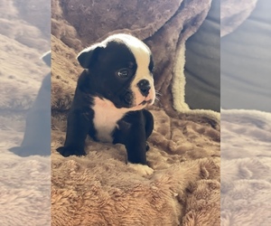 Boston Terrier-English Bulldog Mix Puppy for sale in RANCHO CALIFORNIA, CA, USA