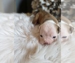 Small #11 Olde English Bulldogge