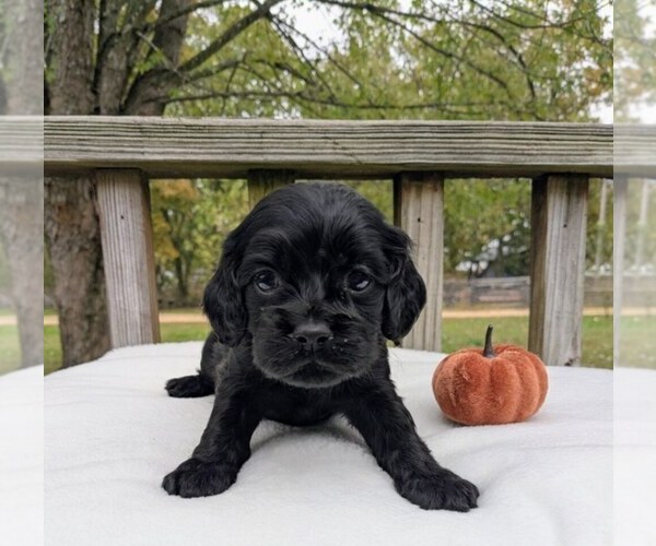 Medium Photo #5 Cock-A-Poo Puppy For Sale in SALEM, MO, USA