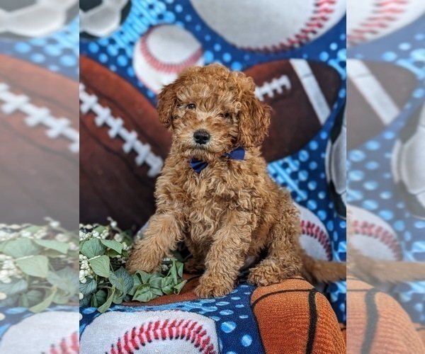 Medium Photo #1 Goldendoodle (Miniature) Puppy For Sale in DELTA, PA, USA