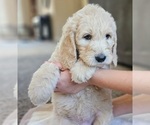 Small #6 Goldendoodle