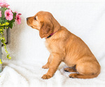 Puppy Connie Golden Retriever