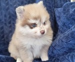 Small #3 Pomeranian