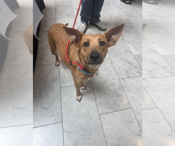 Medium Photo #8 Basenji-Labrador Retriever Mix Puppy For Sale in Brewster, NY, USA