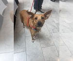 Small #7 Basenji-Labrador Retriever Mix
