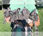 Small Photo #5 French Bulldog Puppy For Sale in BRIDGEWATER, NJ, USA