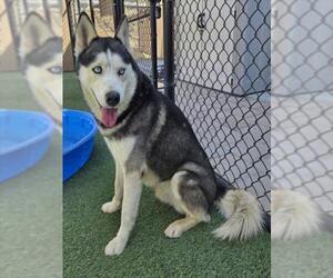 Siberian Husky Dogs for adoption in Norco, CA, USA
