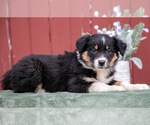 Puppy Gail Border Collie-English Shepherd Mix