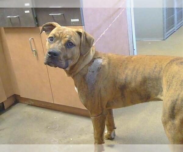 Medium Photo #1 Mutt Puppy For Sale in Sacramento, CA, USA