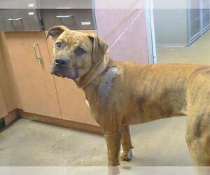 Mutt Dogs for adoption in Sacramento, CA, USA