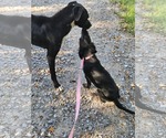 Small #1 Dachshund Mix