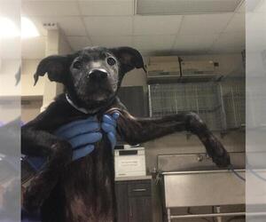 American Pit Bull Terrier Dogs for adoption in Conroe, TX, USA