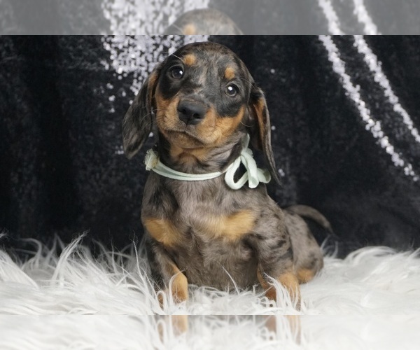 Medium Photo #7 Dachshund Puppy For Sale in WARSAW, IN, USA