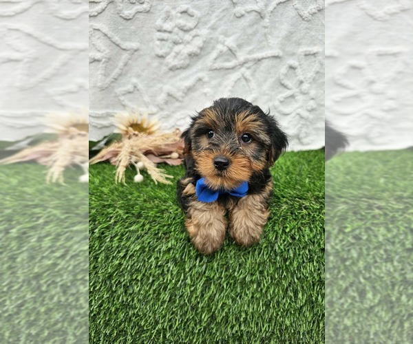 Medium Photo #1 Yorkshire Terrier Puppy For Sale in GRAND RAPIDS, MI, USA