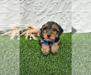 Yorkshire Terrier Puppy for sale in GRAND RAPIDS, MI, USA