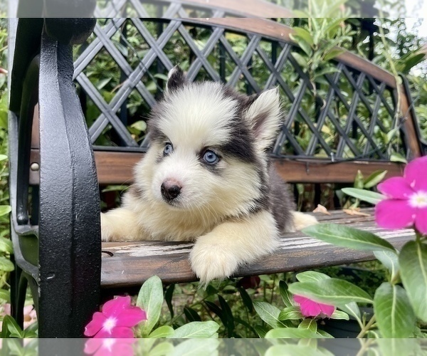 Medium Photo #7 Pomsky-Siberian Husky Mix Puppy For Sale in WINDERMERE, FL, USA